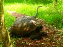 Galapagos land tortoise